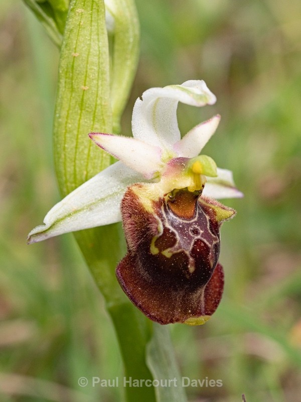 Apulian Ophrys (Ophrys fuciflora ssp apulica  also O. holoserica ssp apulica and O. apulica) - Gargano - Wild Orchids