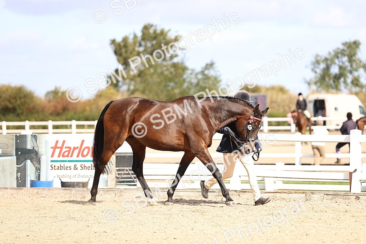 SBM_11498 - Class 407 - IH Hack-Riding Horse