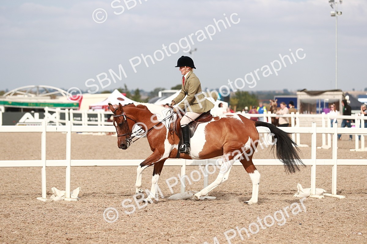 SBM_17534 - Class 215 Ridden Hack/ Riding Horse