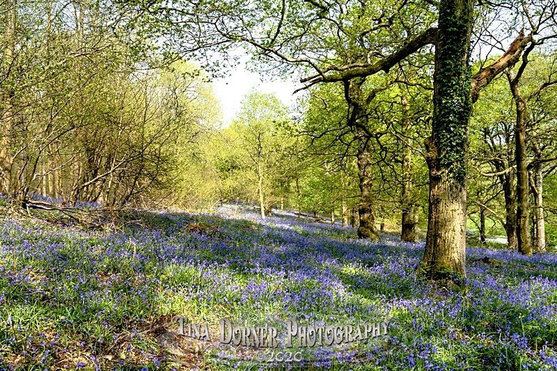  - Spring & Summer in The Forest of Dean & Wye Valley and BLUEBELLS!