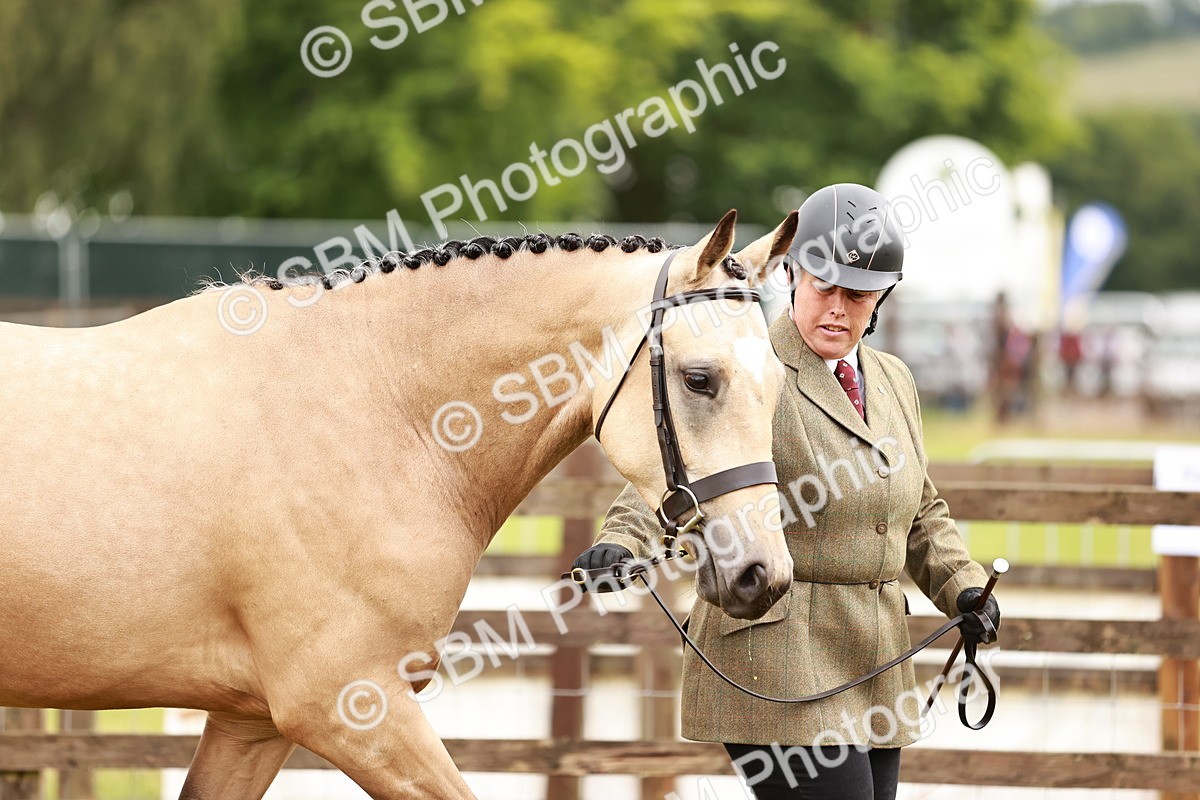 SBM_00690 - Class 26-30 Sport Horse In Hand
