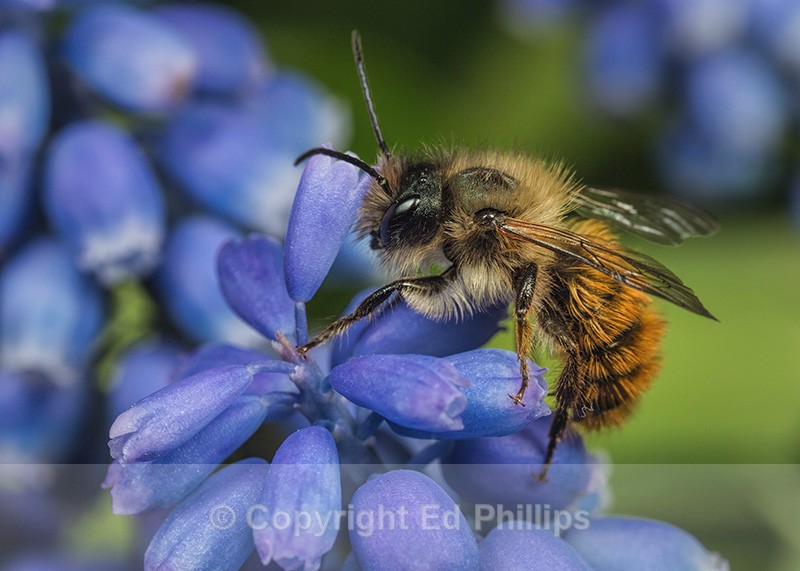 Osmia bicornis (m) - Osmia bicornis (rufa)