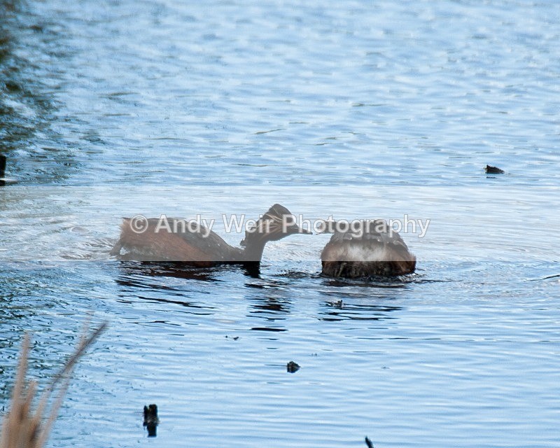 20080625-095 - Black-necked Grebe
