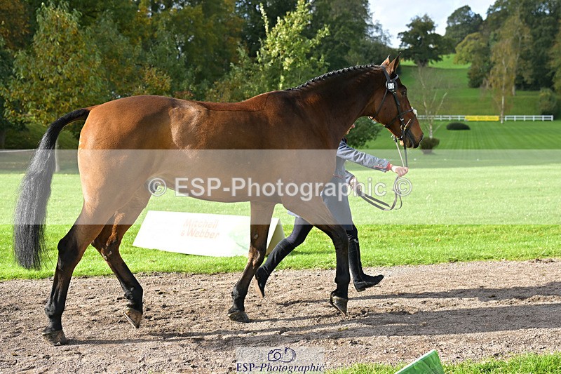 241023-132637-00292 - 053-Lois.Teal-Z7.CATASTROPHE