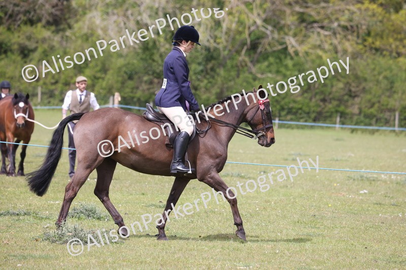 20260426-4040 - Class 33 - Best Pony 14.2hh and Under