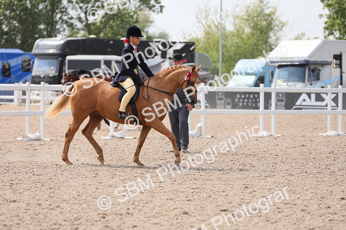 SBM_15578 - Class 311 Ridden Show Pony/ Show Hunter Pony
