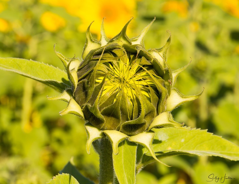 Sunflower Bud 1