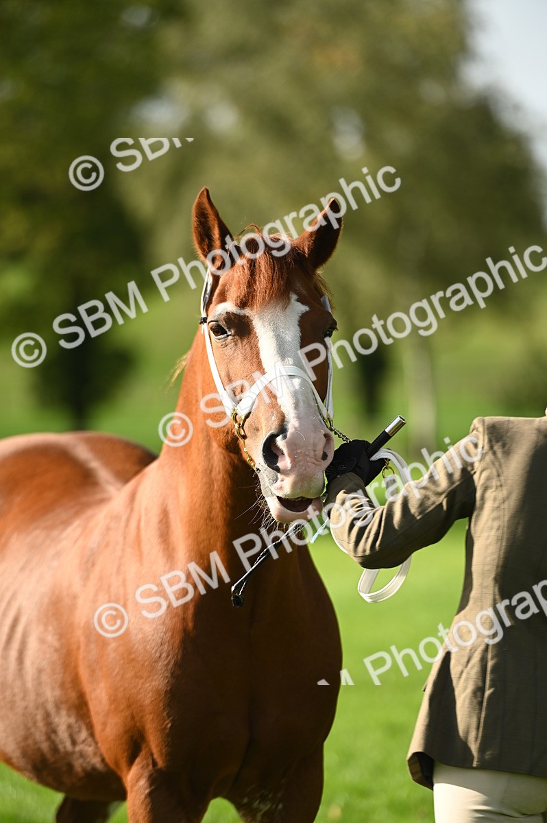 SBM_15945 - S1 - TSR in Hand Horse & Pony Showing