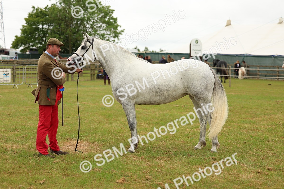 SBM_04289 - Class 64-67 - Shetland Pony In Hand