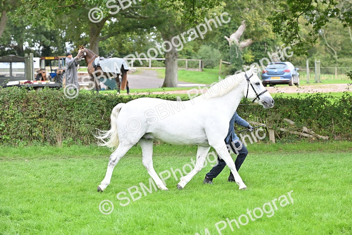 SBM_63290 - S49 - Mountain & Moorland In Hand Large Breeds