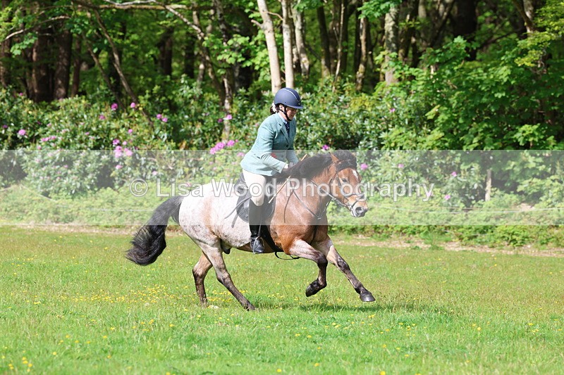 3E7A2662 - Working Hunter Championship