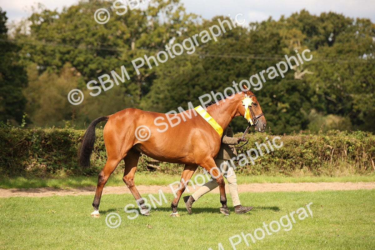 SBM_62935 - In Hand Horse Supreme Championship