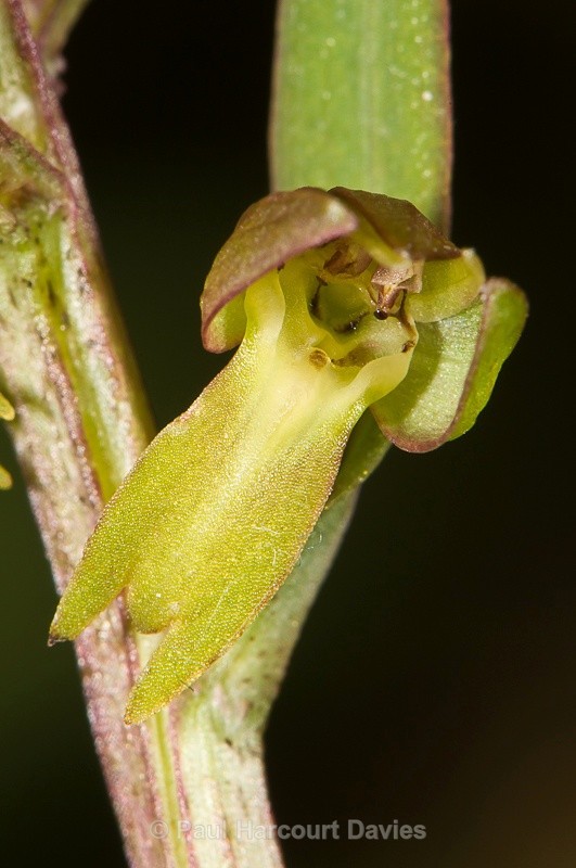  - Orchids - Various