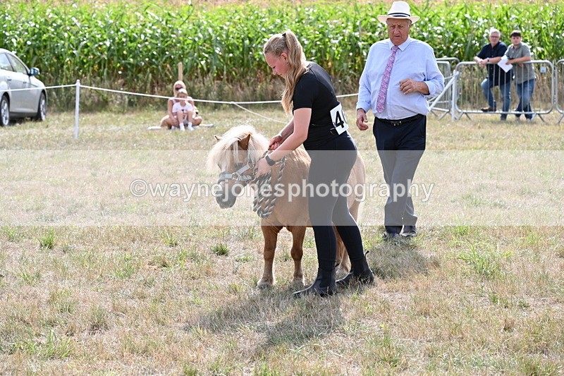 WJ6_6933 - Class 21 Shetland & Mini Horses
