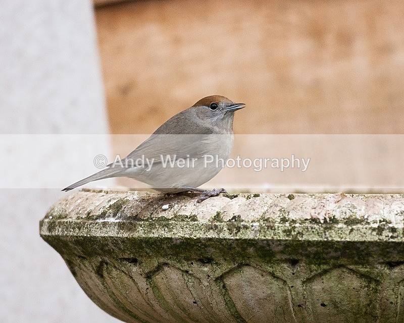 20090103-033 - Warblers