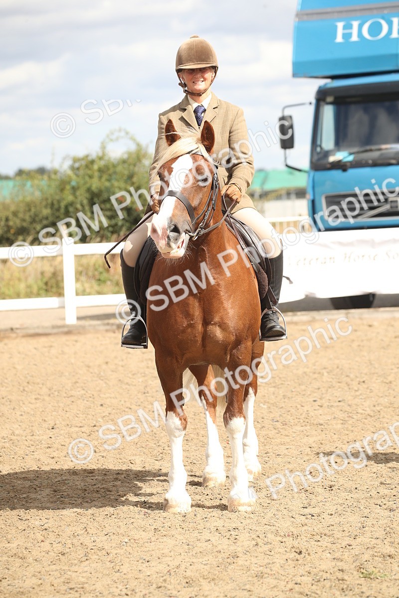 SBM_14571 - Class 505a - M&M Working Veteran - 50cm (15-19)