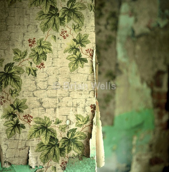 Mr Bucks kitchen Wallpaper - Decor