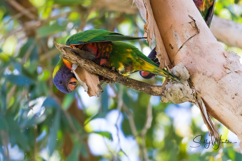Lorikeet eating paperbark 3 0A3A4507 - Lorikeets
