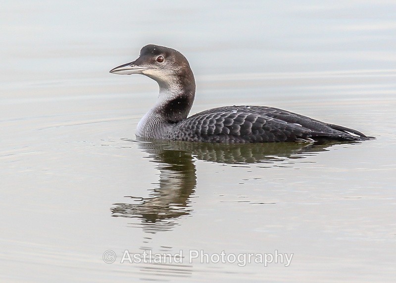 Astland Photography, Bird and Wildlife Images, Susan and Peter Wilson, U.K.