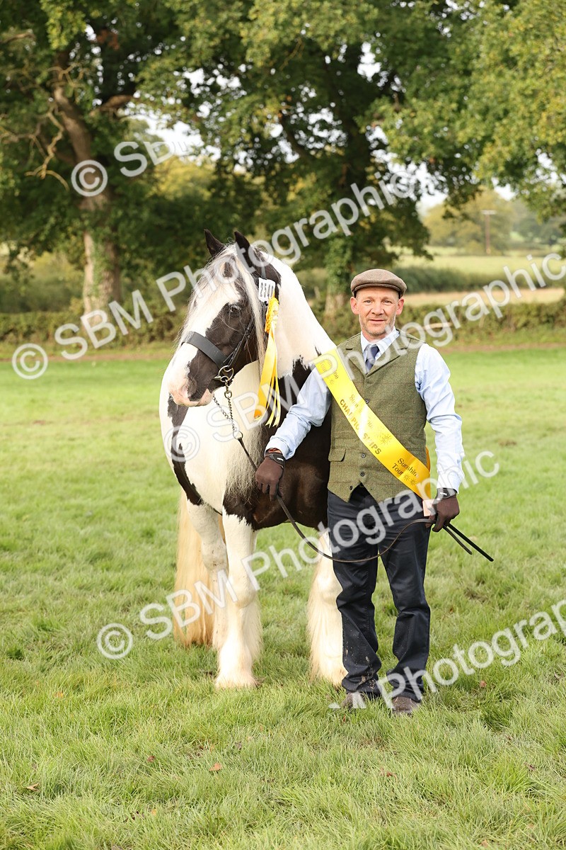 SBM_56829 - S54 - Piebald & Skewbald Horse In Hand