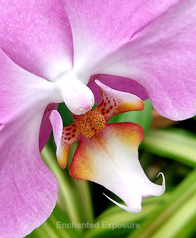 Divine Beauty - Flowers and Trees