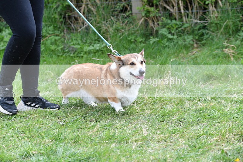 WJ5_9494 - Class 3 Most Handsome Dog