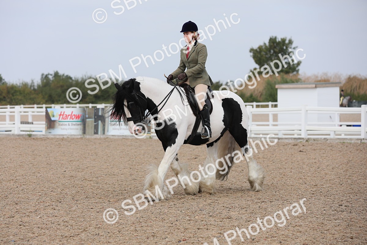 SBM_13369 - Class 308 Ridden Coloured Horse
