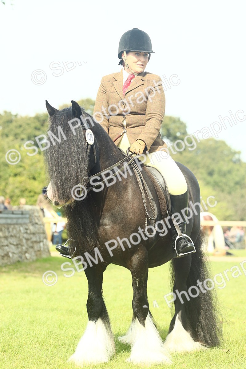 SBM_66609 - S34 - Rehabilitated Rescue Horse & Pony In Hand & Ridden