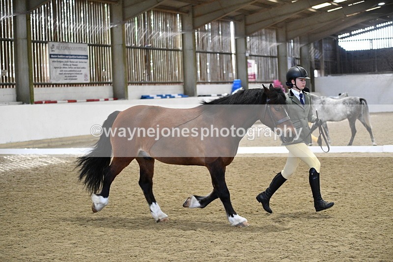 WJ5_4281 - Class 6 In hand M&M - Large Breeds