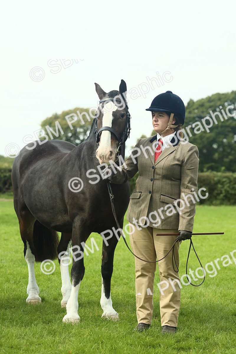 SBM_66483 - S34 - Rehabilitated Rescue Horse & Pony In Hand & Ridden