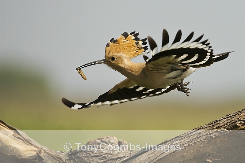 Hoopoe - Well Hide & Falcon Tower Hide