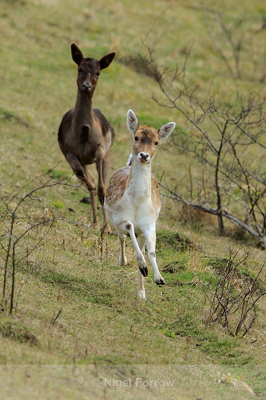 Roe Deer running at Linkey Down, Aston Rowant - Deer