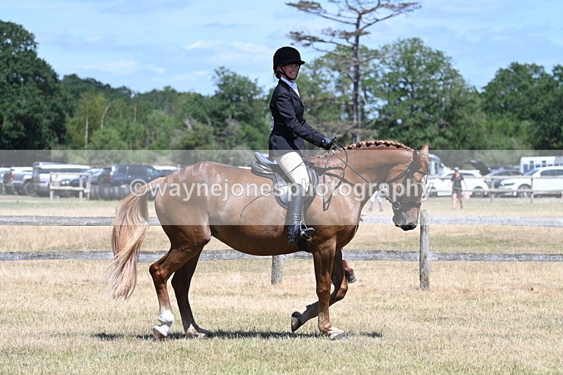 WJ7_2880 - Class 7 Riding Club Show Horse