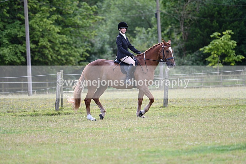 WJ7_8490 - Class 7  Riding Club Show Horse