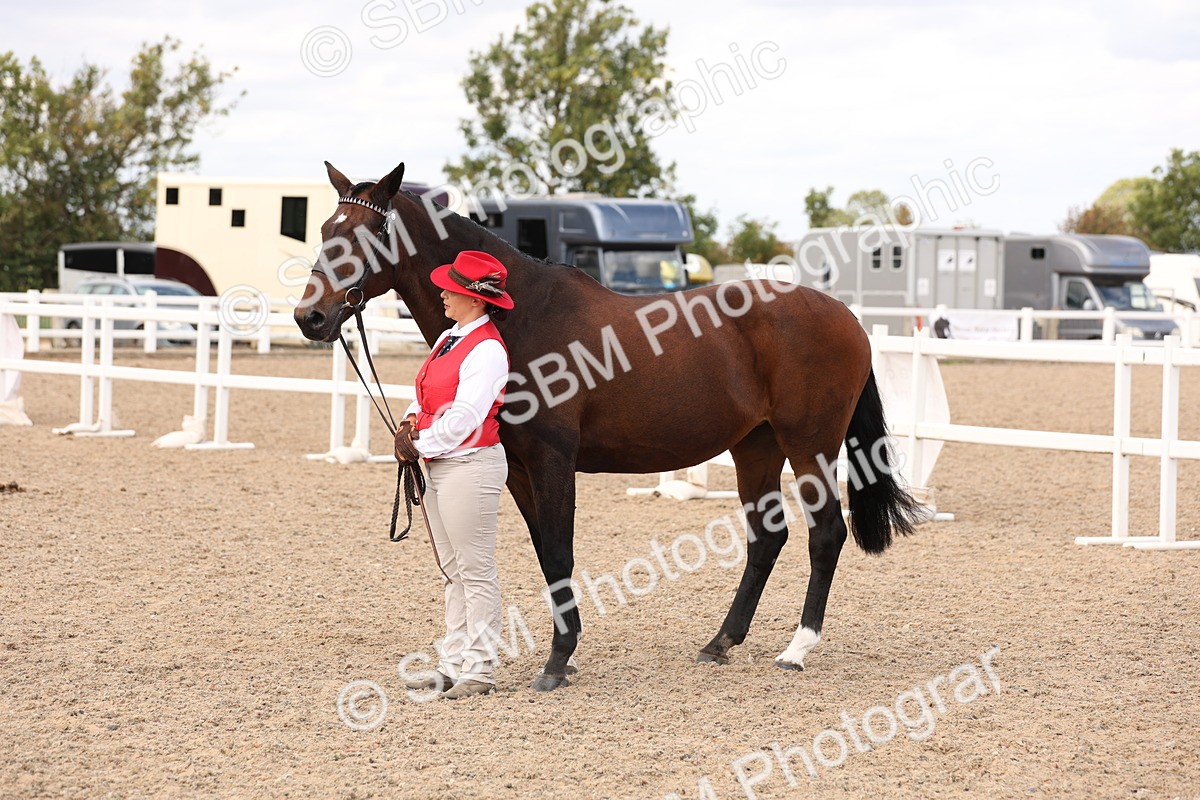 SBM_15377 - Class 210- IH Show Horse