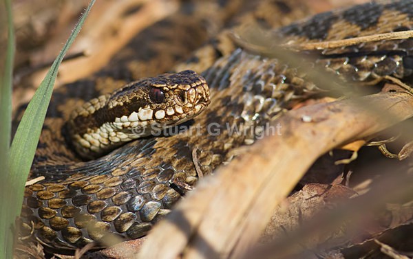 501 - Macro inc. Snakes