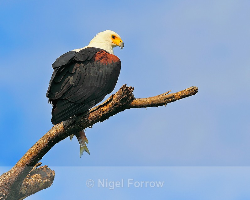 African Fish Eagle with fish perched on a dead tree branch - African Fish Eagle