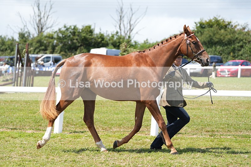 DSC06329 - Class 54: Hunter/Riding Horse/Hack 1 & 2 yr olds