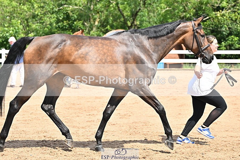 240718A-105242-01040 - Trot Up 11am to 12pm