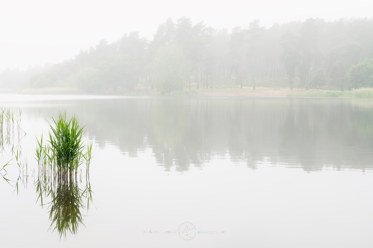 Reed corner - Frensham