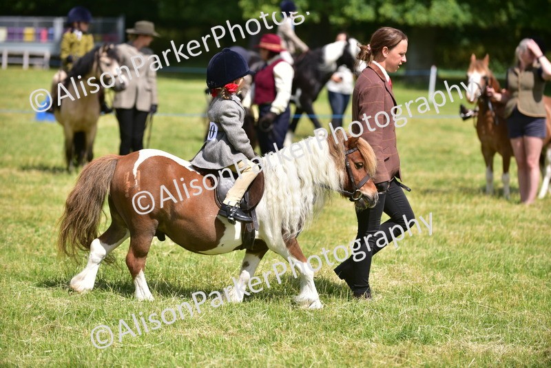 20260614-1233 - Class 11a - Lead Rein Pony (Unplaited)