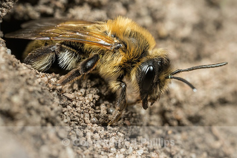 Andrena carantonica (f) - Andrena carantonica