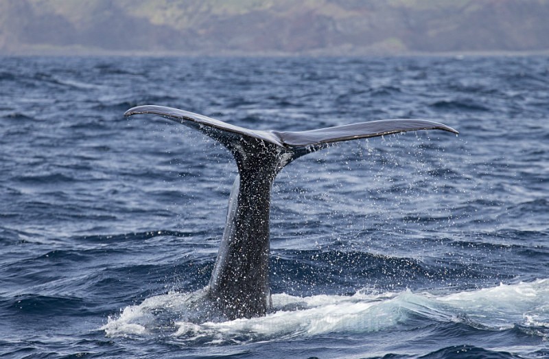 Sperm Whale Fluke, Pico Island, Azores REF 43 2014 - WHALES. Azores, Scotland, Iceland.