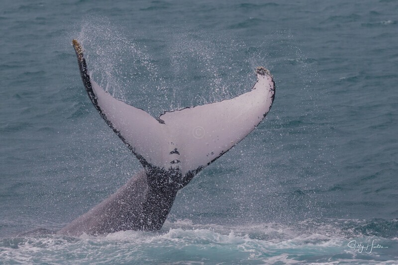 HB Tail Slap 6. 0A3A4669 - Copy - 2025 Hervey Bay Whales