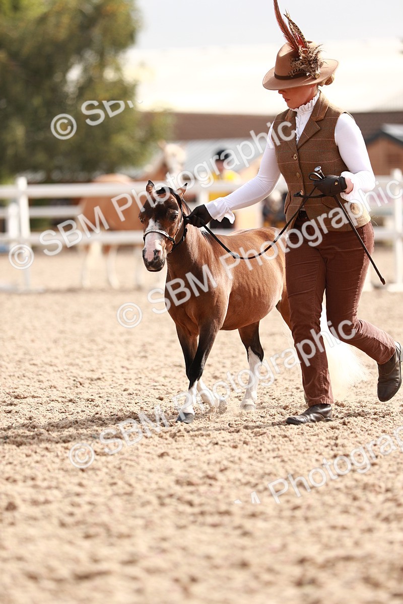 SBM_11860 - Class 206 IH Non Show Type Pony