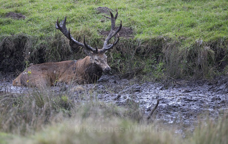 _H5X8831  Red Deer 'Rut' 2015 - New Deer Rut  2015