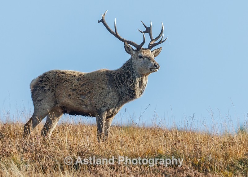 Red Deer - Latest Images