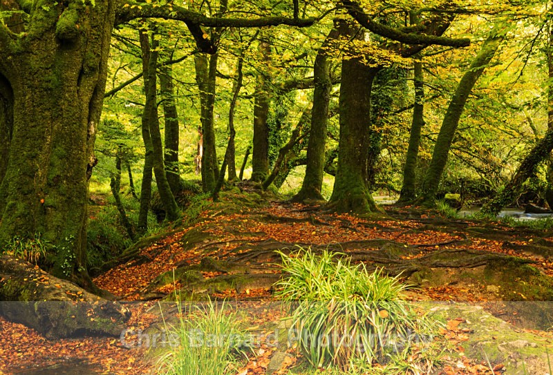 LH0A7982 - Golitha Falls