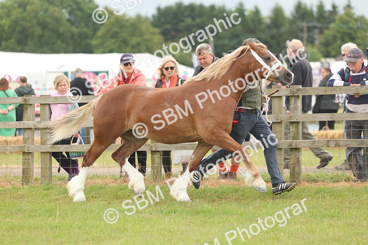 SBM_04963 - Class 50-57 - M&M Welsh Pony In Hand