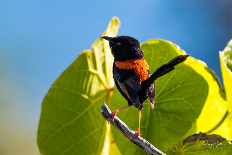 Male redbacked fairy wren - Red-backed Fairy Wren